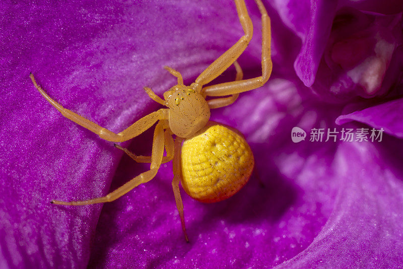 黄花蟹蛛(Misumena vatia)